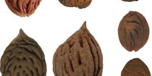 Genetic Modification Of Peaches In 5,500 BC