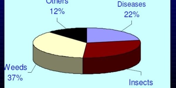 Propane Flame Throwers, Conventional Chicken Manure, And More Things Labeled Organic