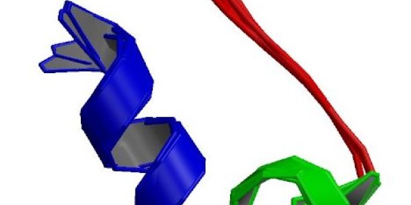 The smallest protein