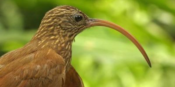 Species Don't Need To Evolve Differently To Avoid Competition Or Perish