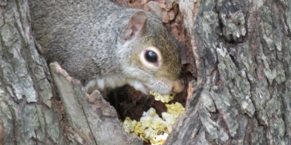 Popcorn Science Again