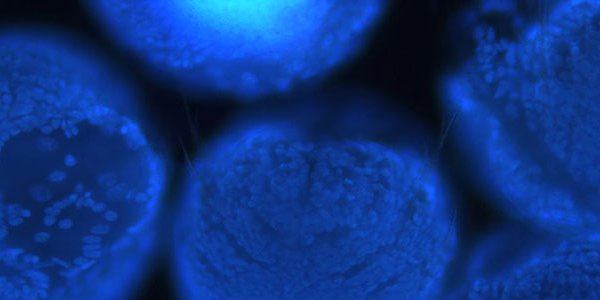 Earth's Biggest Migration Gets A New Explanation