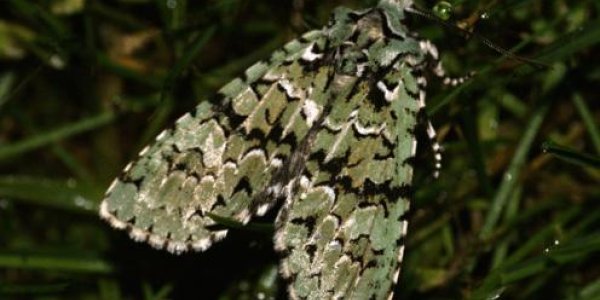 Coming Out Of The Closet: Moths Deserve Some Love Too