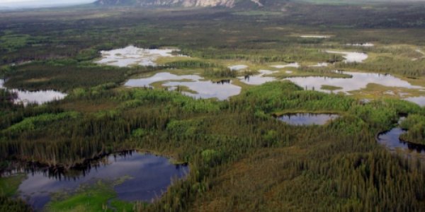 Canadian Boreal: Conservation Of The World's Last Great Forest