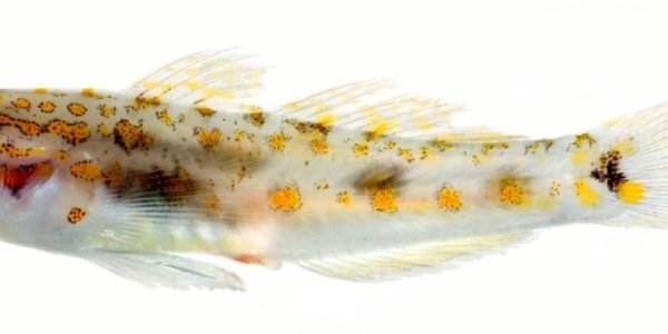 Coryphopterus Curasub: A Fish Too Deep For Science