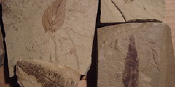 50-Million Year Old Fossils from McAbee