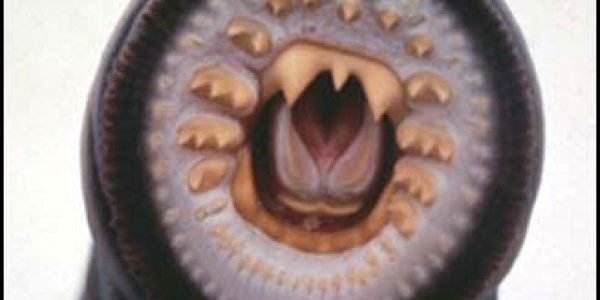 Stress Hormone Discovered In 500 Million Year Old Fish