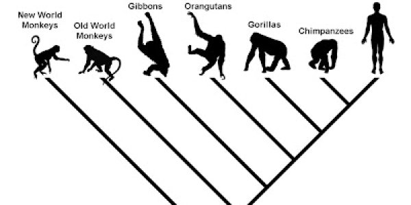 Are We Descended From Monkeys?