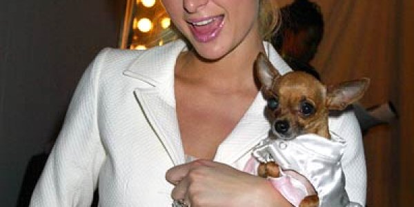 Two Huge Evolutionary Leaps - How Life Went From Bacteria To The Blue Whale