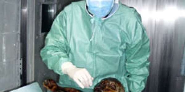 Mystery of 5,000 year old Glacier Mummy solved