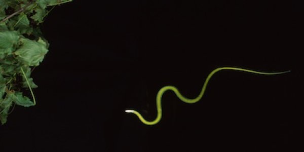 How Flying Snakes Fly