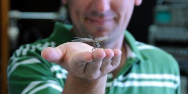 Not Just Your Kids: Dragonflies Have 'Selective Attention' Too