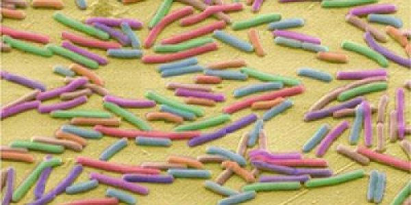 Did Infectious Disease Gene Changes Conquer The Human Evolution Bottleneck?