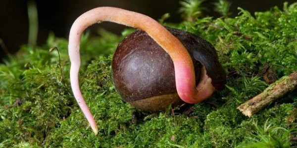 Seed Dormancy Existed 360 Million Years Ago