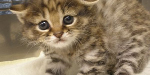 PETA Versus Greenpeace: The Looming War Over Kittens