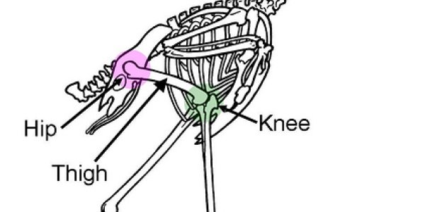 Theropod Dinosaurs Evolved Into Birds?  Not Likely, Says Study