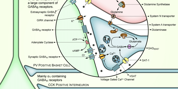 Inhibition In The Brain... More Than A Simple Game
