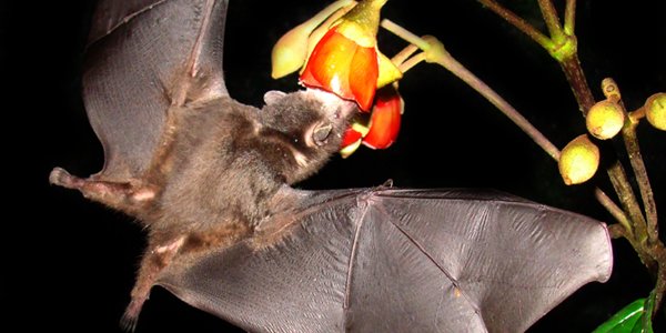 A Forest Of Bats:  100 Species In A Small Section Of Ecuador