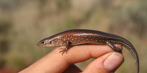 Australian Skinks And Why Some Species Are More Diverse Than Others