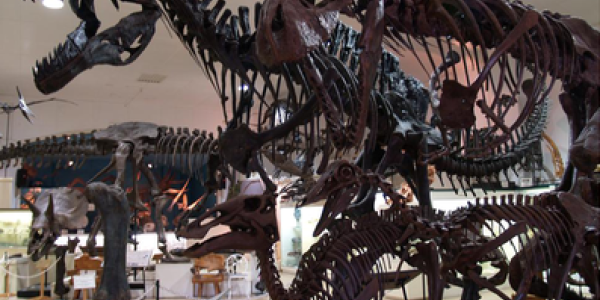 Dinosaur BMI:  Computer Model Decides Fattysaurus Versus Thinnysaurus