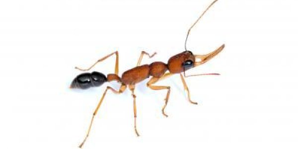 Why Worker Ants Turn Into Warrior Queens: Dopamine?