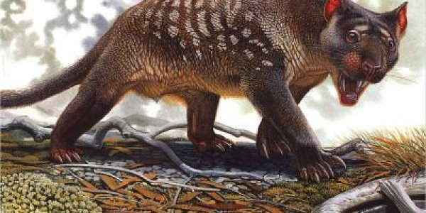 Humans And Megafauna: Don't Blame Us