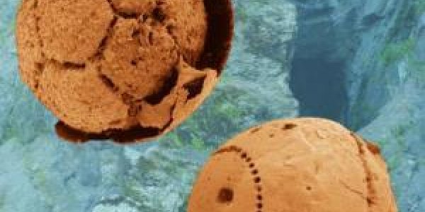 Who laid the first egg?