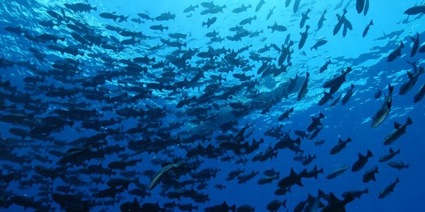 Fish Aggregation Devices: Why Do Tuna Love Floating Objects?