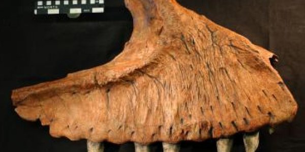 African Killer: Carcharodontosaurus Iguidensis