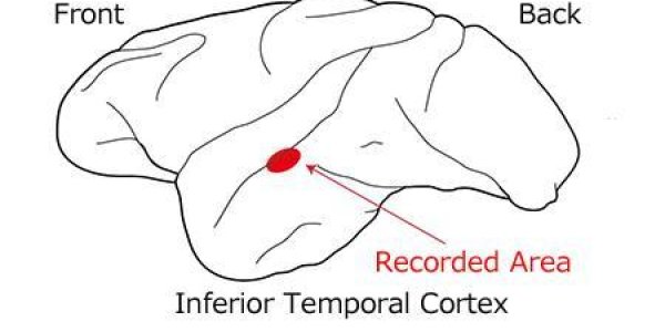 Neurons Express 'gloss' Using Three Perceptual Parameters