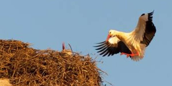 Storks Could Be Poisoned By Pesticides During Migration To Africa