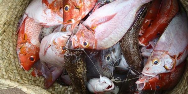 Smart Aquaculture Outsmarts Climate Change