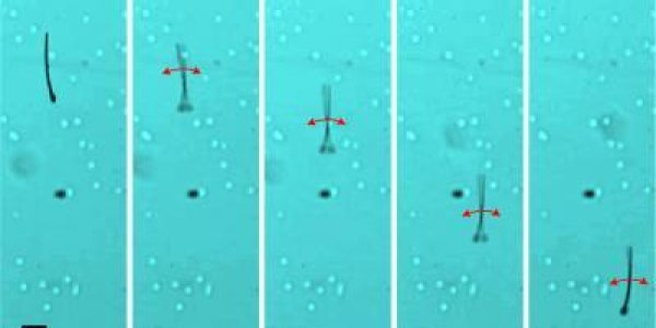 MagnetoSperm, Magnetic Fields And The Rise Of The 'Brobots'