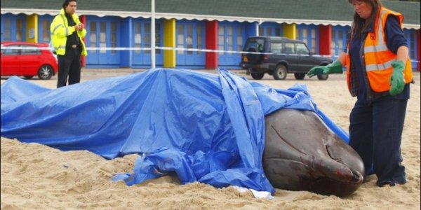 Northern Atlantic Suffering Lack of Squid?