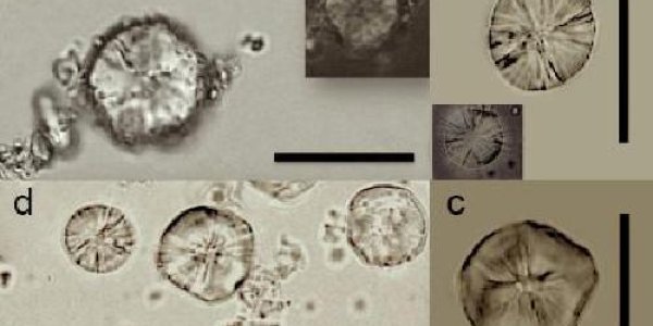 Organic Paranoia Is Not New: Ancient Communities Resisted New Farming Practices Too