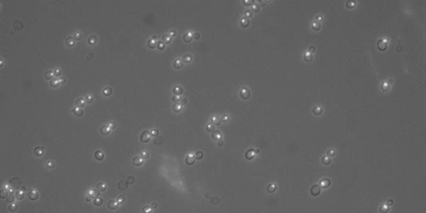 The Secret Life of Brewer's Yeast