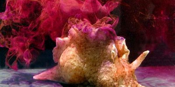 What Do Sea Slugs Tell Us About Learning?