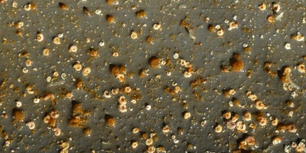 Biofouling: Ocean Acidification Changes Make A Difference