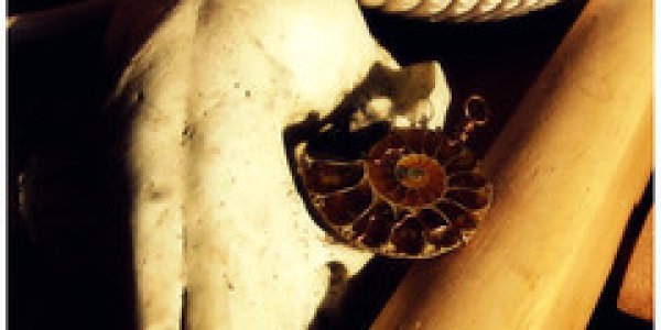 Harrison Lake: Fossils of the Mysterious Creek Formation