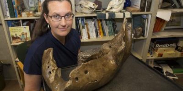 Mammoth And Mastodon Weren't So Nomadic