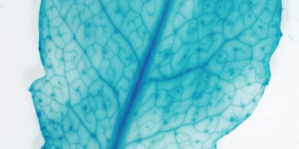 Biofuels: First Enzyme Linked To Galactan Synthesis Identified