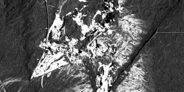 Confuciusornis Sanctus - Plumage Of The First Birds 120 Million Years Ago Revealed