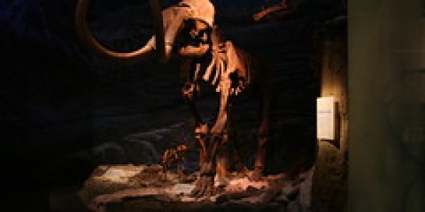 Baby Got Back: Sexy Mammoths