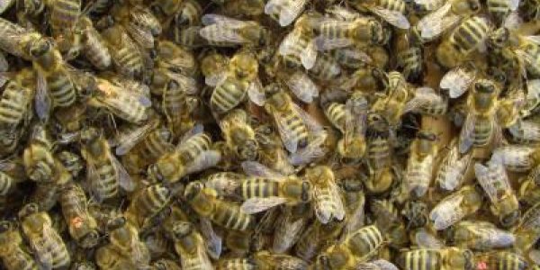 Social Intervention And Prx6 Protein Helps Bees Reverse Brain Aging