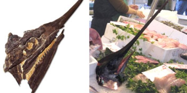 What Fossilized Food Tells Us About Fish Extinction 65 Million Years Ago