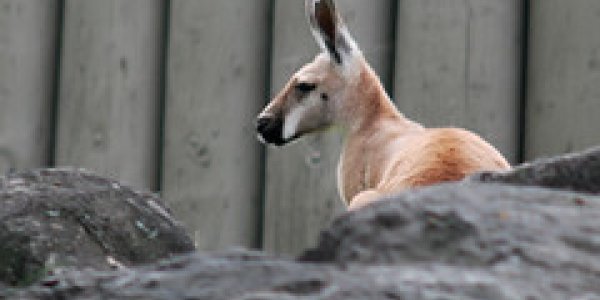 Australia: Dinosaurs, Kangaroos, Kookaburras and Koalas