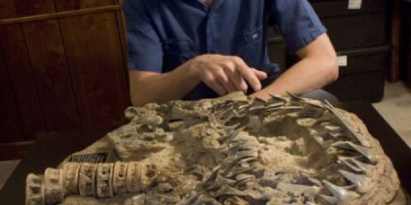 Which Species Did Modern Great White Sharks Evolve From?