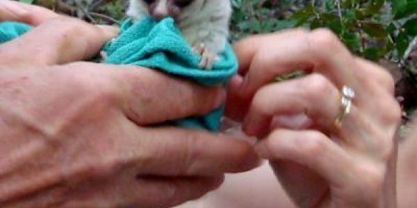 Hibernating Is Not The Only Unique Thing About This Primate