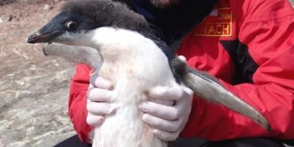 Distinct Avian Influenza Viruses Found In Antarctic Penguins