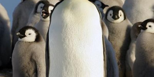 Satellites Are Helping Us Find Elusive Emperor Penguins